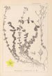 Ranskalaisen kasvilajiston herbarium Pl0106 - Louis Antoine Cusin — näkymä teoksesta