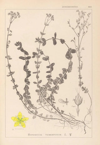 Louis Antoine Cusin - Herbier de la flore franaise Pl0106.webp