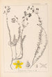 Ranskalaisen kasvilajiston herbarium Pl0107 - Louis Antoine Cusin — näkymä teoksesta