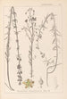 Ranskalaisen kasvilajiston herbarium Pl0108 - Louis Antoine Cusin — näkymä teoksesta