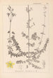 Ranskalaisen kasvilajiston herbarium Pl0109 - Louis Antoine Cusin — näkymä teoksesta