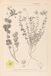 Ranskalaisen kasvilajiston herbarium Pl0110 - Louis Antoine Cusin — näkymä teoksesta