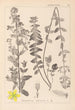 Ranskalaisen kasvilajiston herbarium Pl0111 - Louis Antoine Cusin — näkymä teoksesta