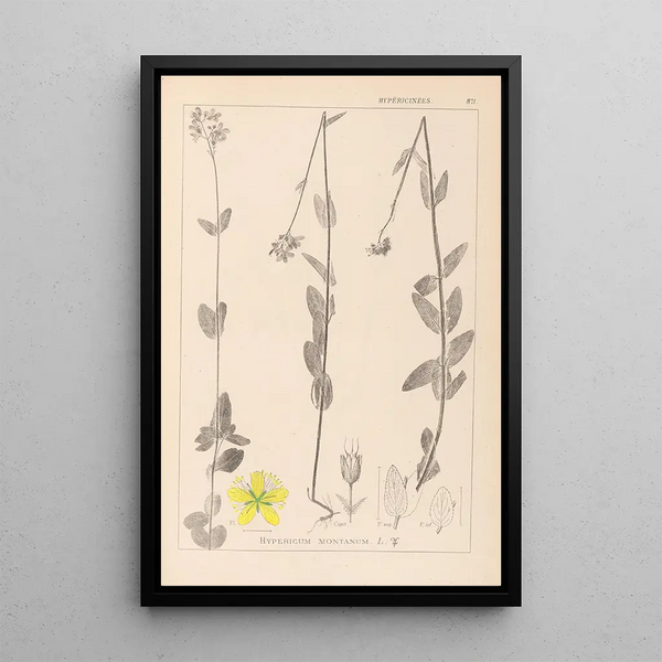 Louis Antoine Cusin - Herbier de la flore franaise Pl0112.webp