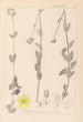 Ranskan kasvien herbarium Pl0112 - Louis Antoine Cusin — näkymä teoksesta