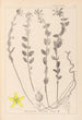 Ranskan kasvien herbarium Pl0114 - Louis Antoine Cusin — näkymä teoksesta