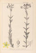 Ranskan kasvien herbarium Pl0115 - Louis Antoine Cusin — näkymä teoksesta