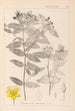 Ranskan kasvien herbarium Pl0116 - Louis Antoine Cusin — näkymä teoksesta