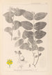 Ranskan kasvien herbarium Pl0117 - Louis Antoine Cusin — näkymä teoksesta