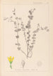 Ranskan kasvien herbarium Pl0118 - Louis Antoine Cusin — näkymä teoksesta
