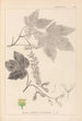 Ranskan kasvien herbarium Pl0119 - Louis Antoine Cusin — näkymä teoksesta