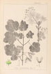 Ranskan kasvien herbarium Pl0120 - Louis Antoine Cusin — näkymä teoksesta