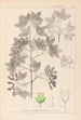 Ranskan kasvien herbarium Pl0121 - Louis Antoine Cusin — näkymä teoksesta