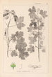 Ranskan kasvien herbarium Pl0122 - Louis Antoine Cusin — näkymä teoksesta