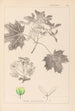 Ranskan kasvien herbarium Pl0123 - Louis Antoine Cusin — näkymä teoksesta