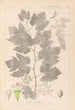 Ranskan kasvien herbarium Pl0124 - Louis Antoine Cusin — näkymä teoksesta