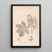 Ranskan kasvien herbarium Pl0125 - Louis Antoine Cusin — kehystetty taideteos seinällä