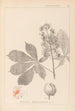 Ranskan kasvien herbarium Pl0125 - Louis Antoine Cusin — näkymä teoksesta