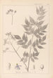 Ranskan kasvien herbarium Pl0126 - Louis Antoine Cusin — näkymä teoksesta