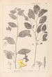 Ranskan kasvien herbarium Pl0127 - Louis Antoine Cusin — näkymä teoksesta