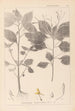 Ranskan kasvien herbarium Pl0128 - Louis Antoine Cusin — näkymä teoksesta