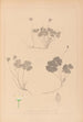 Ranskan kasvien herbarium Pl0129 - Louis Antoine Cusin — näkymä teoksesta