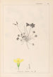 Ranskan kasvien herbarium Pl0130 - Louis Antoine Cusin — näkymä teoksesta