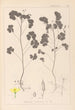 Ranskan kasvien herbarium Pl0131 - Louis Antoine Cusin — näkymä teoksesta
