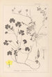 Ranskan kasvien herbarium Pl0132 - Louis Antoine Cusin — näkymä teoksesta