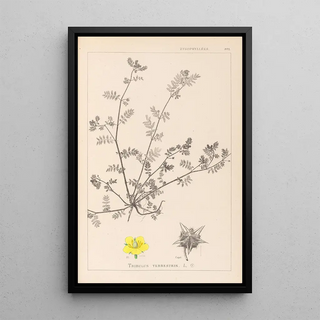 Louis Antoine Cusin - Herbier de la flore franaise Pl0133.webp