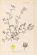 Ranskan kasvien herbarium Pl0133 - Louis Antoine Cusin — näkymä teoksesta
