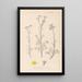 Ranskan kasvien herbarium Pl0134 - Louis Antoine Cusin — kehystetty taideteos seinällä
