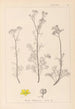 Ranskan kasvien herbarium Pl0134 - Louis Antoine Cusin — näkymä teoksesta