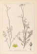 Ranskan kasvien herbarium Pl0135 - Louis Antoine Cusin — näkymä teoksesta