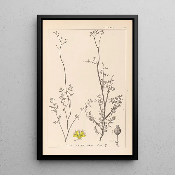 Louis Antoine Cusin - Herbier de la flore franaise Pl0135.webp