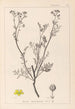 Ranskan kasvien herbarium Pl0136 - Louis Antoine Cusin — näkymä teoksesta