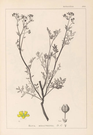 Louis Antoine Cusin - Herbier de la flore franaise Pl0136.webp