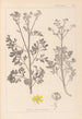 Ranskalaisen kasvilajiston herbarium Pl0137 - Louis Antoine Cusin — näkymä teoksesta