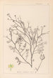 Ranskalaisen kasvilajiston herbarium Pl0138 - Louis Antoine Cusin — näkymä teoksesta