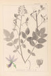 Ranskalaisen kasvilajiston herbarium Pl0139 - Louis Antoine Cusin — näkymä teoksesta