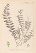 Ranskalaisen kasvilajiston herbarium Pl0140 - Louis Antoine Cusin — näkymä teoksesta