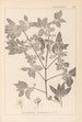 Ranskalaisen kasvilajiston herbarium Pl0141 - Louis Antoine Cusin — näkymä teoksesta
