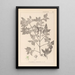 Ranskalaisen kasvilajiston herbarium Pl0141 - Louis Antoine Cusin — kehystetty taideteos seinällä