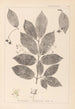 Ranskalaisen kasvilajiston herbarium Pl0142 - Louis Antoine Cusin — näkymä teoksesta