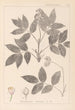 Ranskalaisen kasvilajiston herbarium Pl0143 - Louis Antoine Cusin — näkymä teoksesta