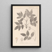 Ranskalaisen kasvilajiston herbarium Pl0143 - Louis Antoine Cusin — kehystetty taideteos seinällä