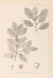 Ranskalaisen kasvilajiston herbarium Pl0144 - Louis Antoine Cusin — näkymä teoksesta