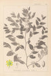 Ranskalaisen kasvilajiston herbarium Pl0145 - Louis Antoine Cusin — näkymä teoksesta