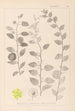 Ranskalaisen kasvilajiston herbarium Pl0146 - Louis Antoine Cusin — näkymä teoksesta