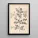 Ranskalaisen kasvilajiston herbarium Pl0147 - Louis Antoine Cusin — kehystetty taideteos seinällä